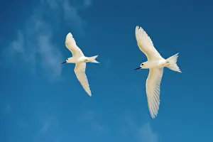 Partner: Fairy Tern