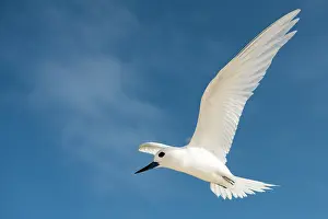 Cousin: Fairy Tern