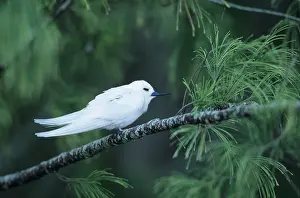 Gygis: Fairy Tern (aka White Tern)