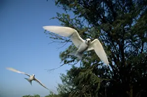 Gygis: Fairy Tern (aka White Tern) - In Flight