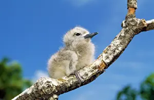Gygis: Fairy Tern - chick on branch