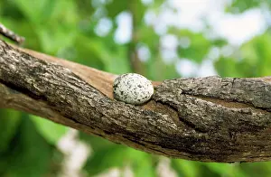 Gygis: Fairy Tern Egg - on branch