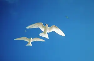 Blanche: Fairy Tern - Two in flight