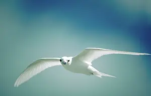 Terns: Fairy tern in flight