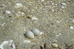 Nereis: Fairy Tern nest - in sand with two eggs