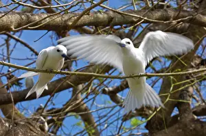 Monte: Fairy Turn birds in trees