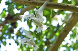 Monte: Fairy Turns on Fregate Island