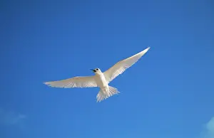 Gygis: Fairy / White TERN - in flight, beak open