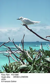 Gygis: FAIRY / WHITE TERN - perched, at coast