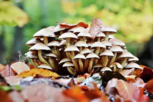 Fairytale: Fairytale mushrooms in autumn forest, October, Germany
