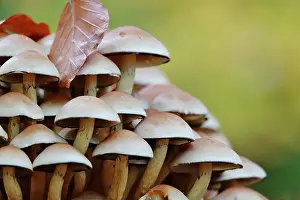 Fairytale: Fairytale mushrooms in autumn forest, October, Germany