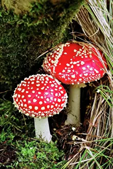 Amanita: Fairytale toadstool (Amanita muscaria) in autumn
