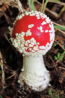Amanita: Fairytale toadstool (Amanita muscaria) in autumn