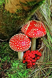 Amanita: Fairytale toadstool (Amanita muscaria) in autumn