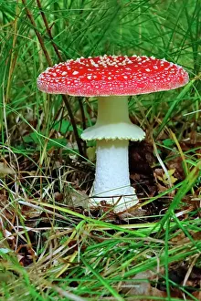 Amanita: Fairytale toadstool (Amanita muscaria) in autumn