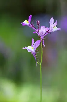 Linaria: Fairytoadflax