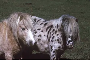 Axel Bunge: FALABELLA TOY HORSES