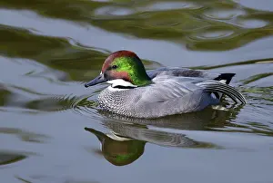 Trace: Falcated Duck (Anas falcata) male on the water