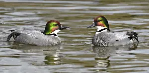 Falcata: Falcated Duck (Anas falcata) males on water, Pays