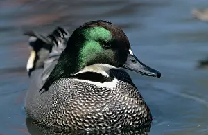 Chris Knights: Falcated DUCK - close-up