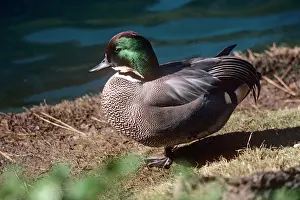 Falcata: Falcated Teal - male