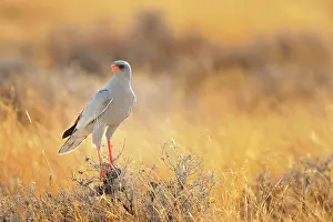 Canorus: Falco canorus Melierax canorus Falconiformes