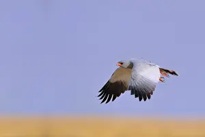 Canorus: Falco canorus Melierax canorus Falconiformes