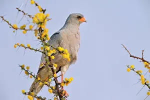 Canorus: Falco canorus Melierax canorus Falconiformes