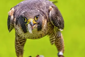 Falco: Falcon (Falco) in a wildlife park in southern Germany