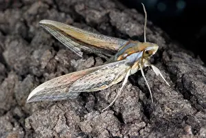 Sphingid: Falcon Sphinx Moth