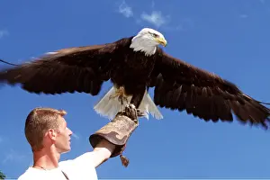 Owner: FALCONRY - Bald Eagle, close-up with Man in foreground