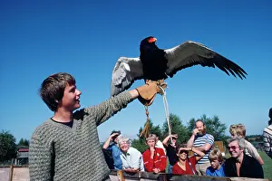 Handler: Falconry - Bateleur