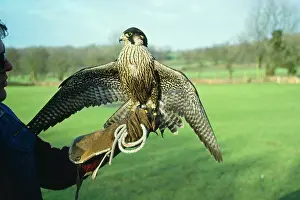 Handler: FALCONRY - Falcon, perching on handlers glove