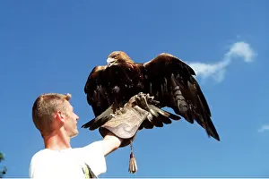 Perching: Falconry - Golden Eagle with Man in foreground