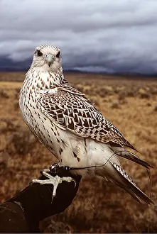 Owner: FALCONRY - Gyr falcon on perch