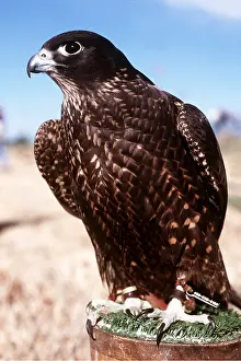 Falconry: FALCONRY - Gyr / Peregrine Falon hybrid