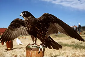 Posts: FALCONRY - Gyr / Peregrine Hybrid