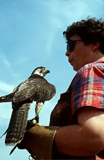 Ardea London: FALCONRY - Lanner Falcon with handler