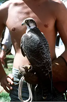 Handler: FALCONRY - man holding Lanner Falcon