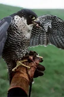 Handler: FALCONRY - Peregrine Falcon, on hand, wings spread