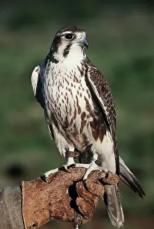 Handler: FALCONRY - PRAIRIE FALCON