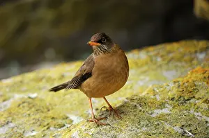 Falcklandii: Falkland / Austral Thrush