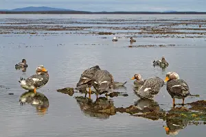 Tachyeres: Falkland Flightless Steamer Duck