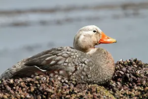 Tachyeres: Falkland Flightless Steamer Duck