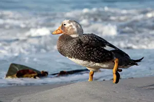 Tachyeres: Falkland Flightless Steamer Duck