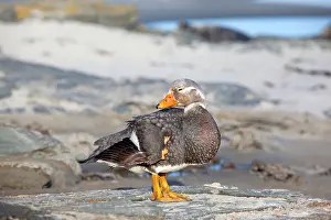 Tachyeres: Falkland Flightless Steamer Duck