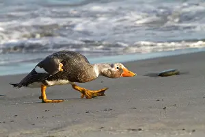 Tachyeres: Falkland Flightless Steamer Duck