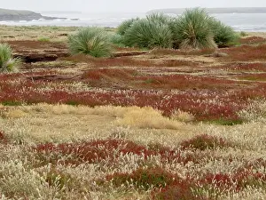 Bunch: Falkland Island, Sea Lion Island. Tussock grass. Ruaaoxk