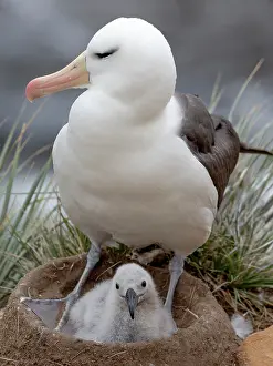 Crowded: Falkland Islands. An adult black-browed albatross sits on
