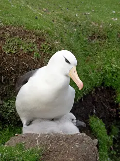 Crowded: Falkland Islands. An adult black-browed albatross sits on